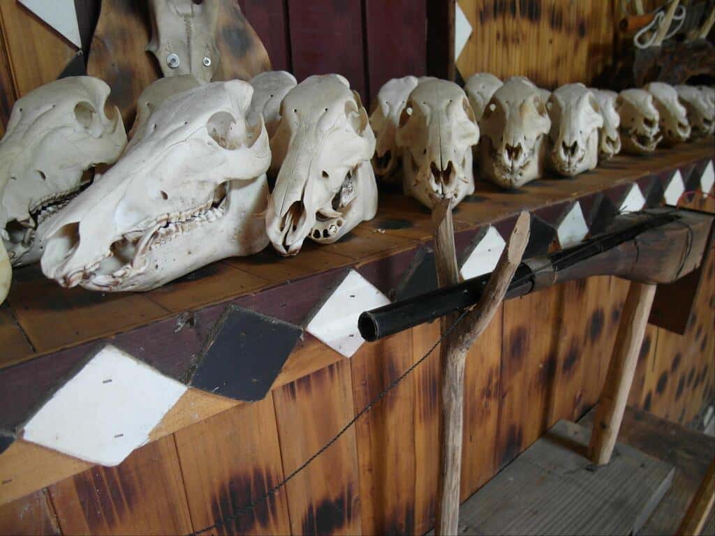 rows of wild boar and monkey skulls under the roof edge