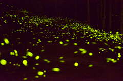Fireflies in the grass