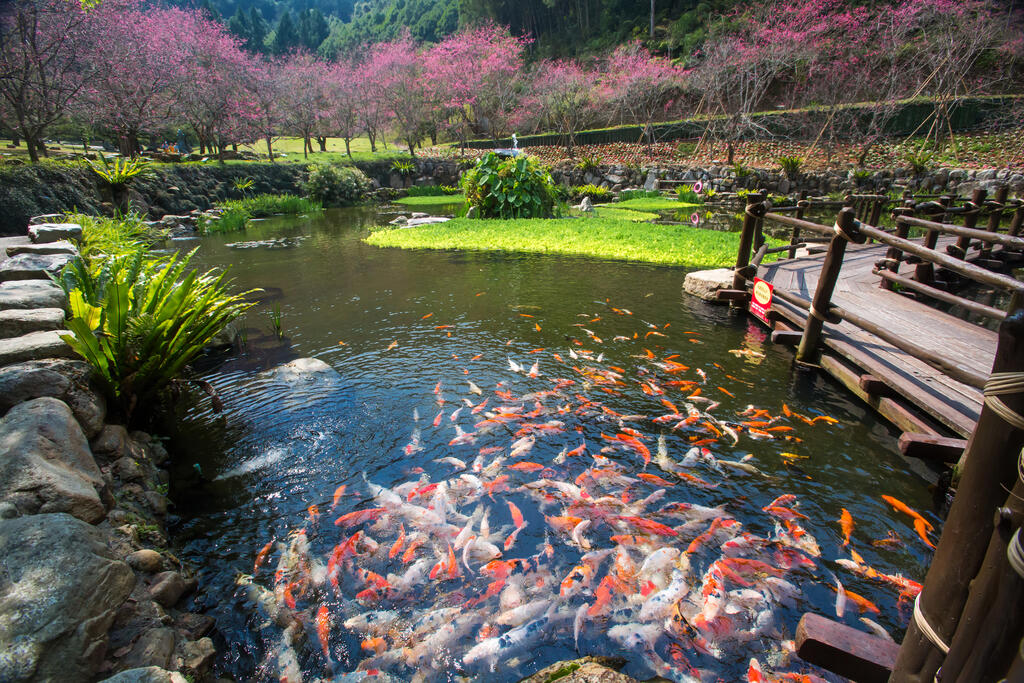 九族文化村桜と魚