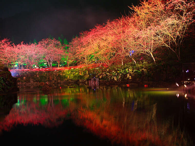 夜裡，於九族文化村園區內裝置燈光並照射於湖邊的櫻花樹上，景色照映於湖面上，十分漂亮