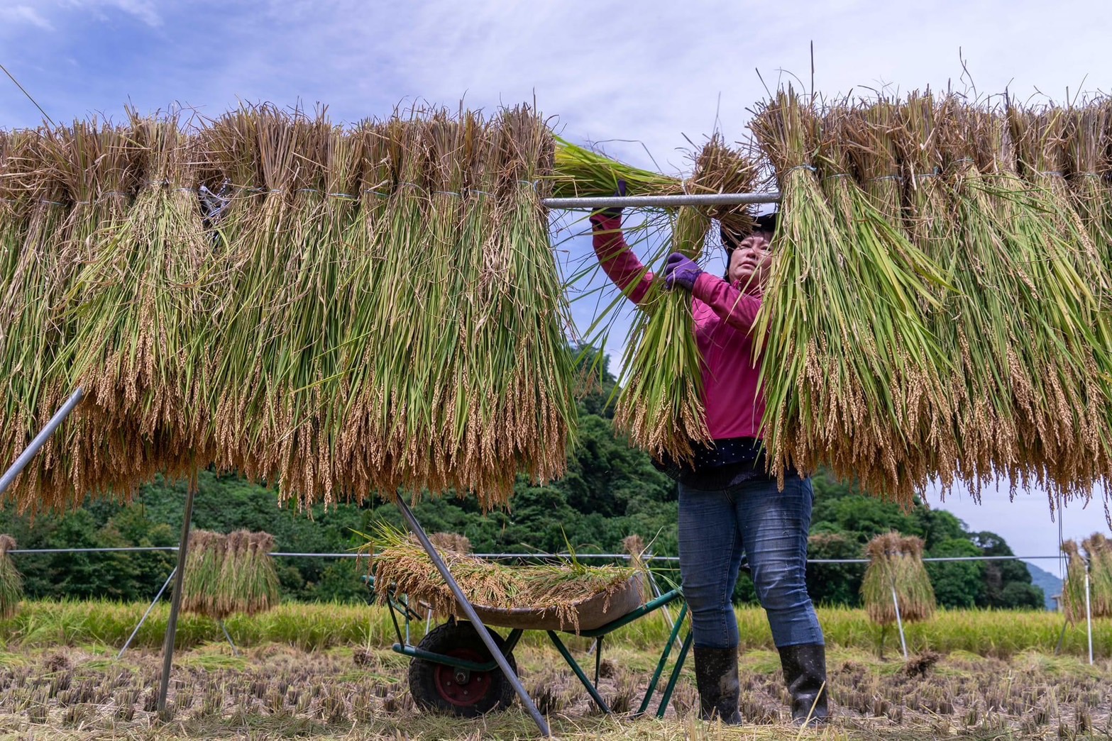 Luguang Rice Farm