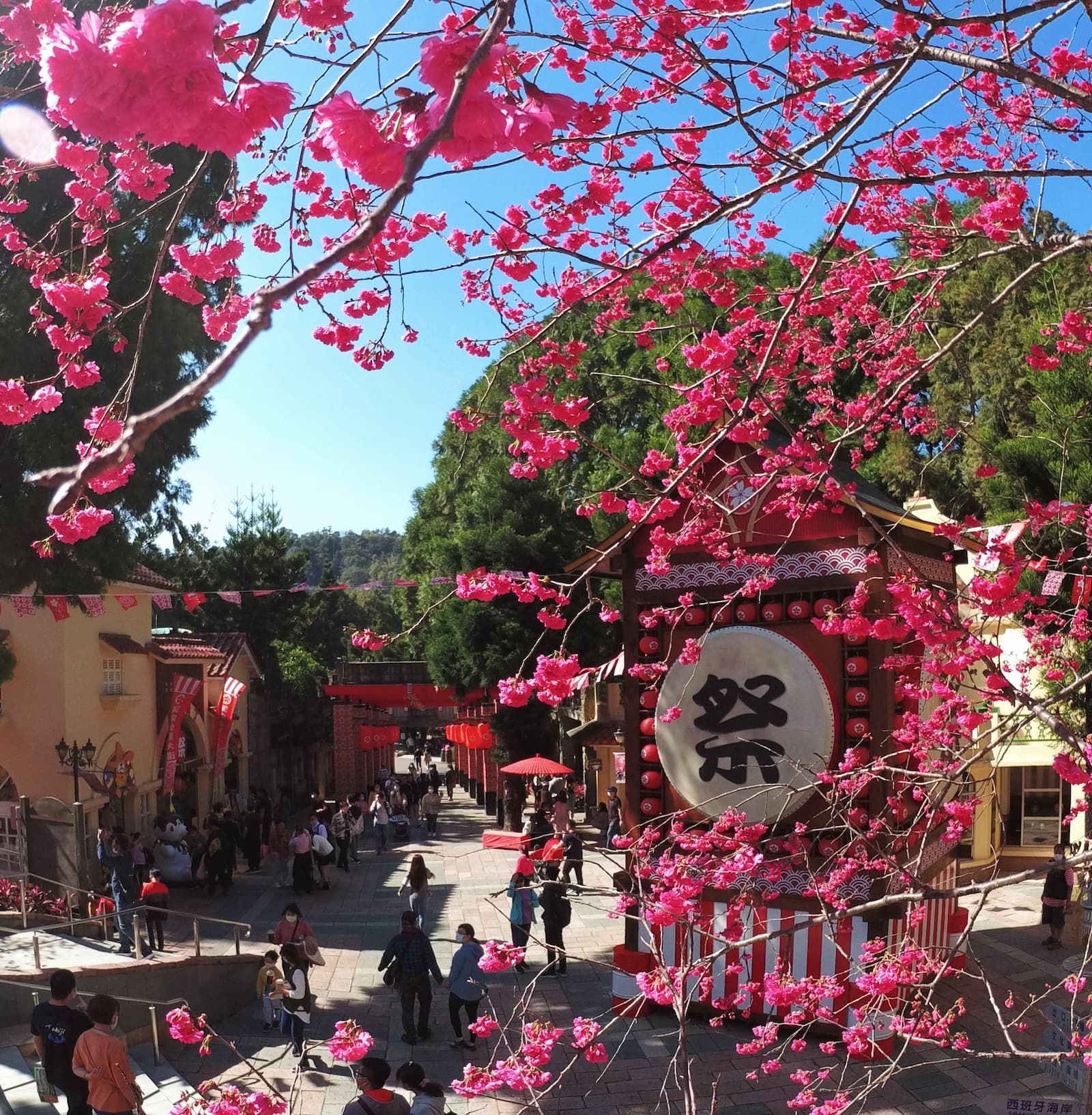 The cable car passes above the cherry blossom trees.