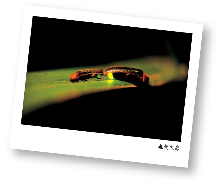 潭南螢火蟲生態區