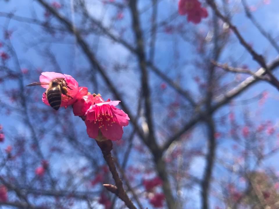 櫻花盛開