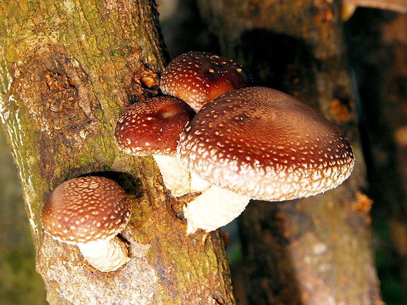 Chinese Mushrooms