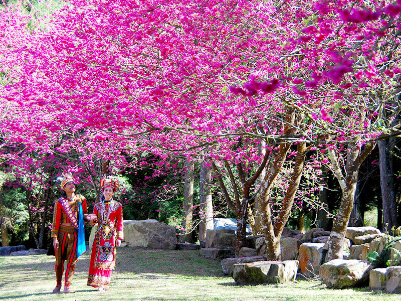 Sun Moon Lake Cherry Blossom Festival