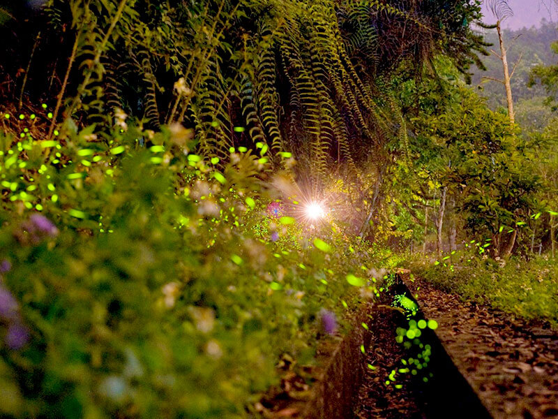 Sun Moon Lake Firefly-watching Activity