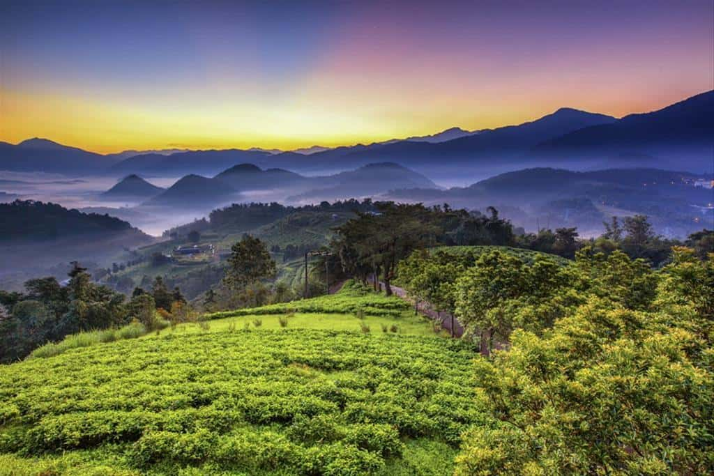 Maolan Mountain Tea Research and Extension Station.