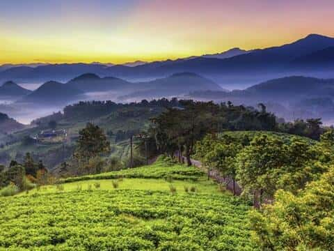 Maolan Mountain Tea Research and Extension Station