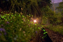 Sun Moon Lake Fireflies Festival