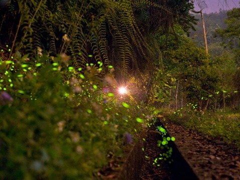 Sun Moon Lake Fireflies Festival