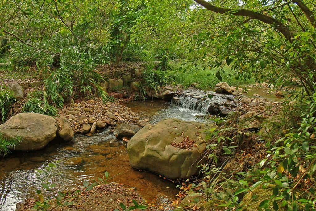 Native plants along the creek banks.