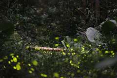 2024 Sun Moon Lake Starry Firefly Season