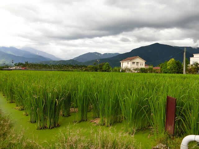 綠油油的茭白筍田