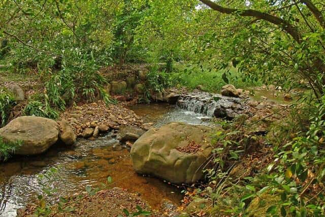 水質甘醇，除了沿溪種植許多原生種植物外，也利用生態工法順著水道建造生態池。