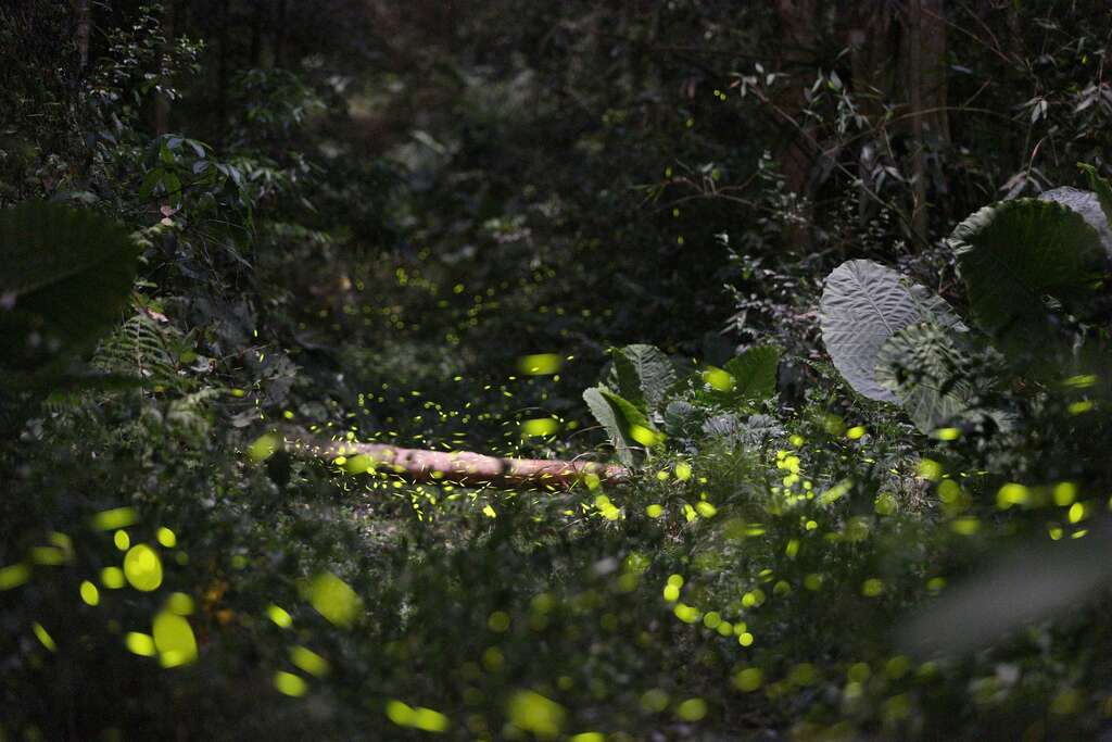 2024 Sun Moon Lake Starry Firefly Season