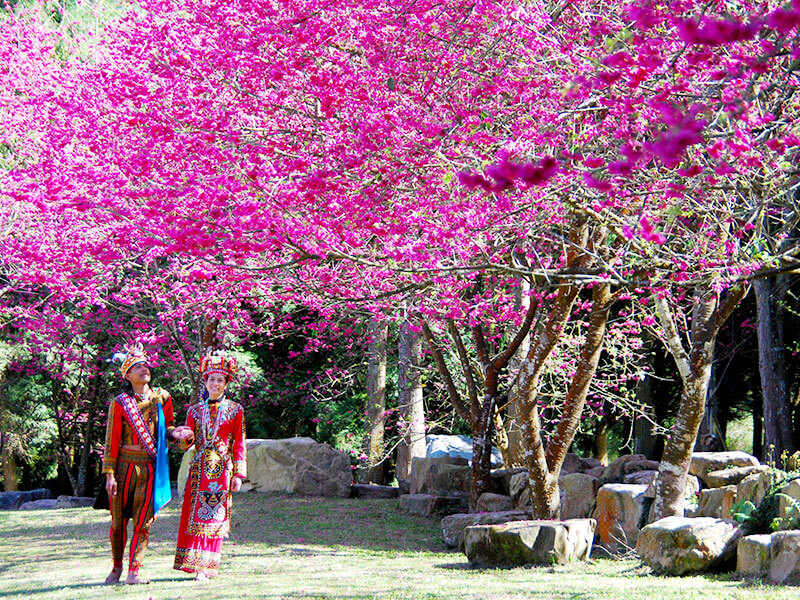 日月潭桜祭り