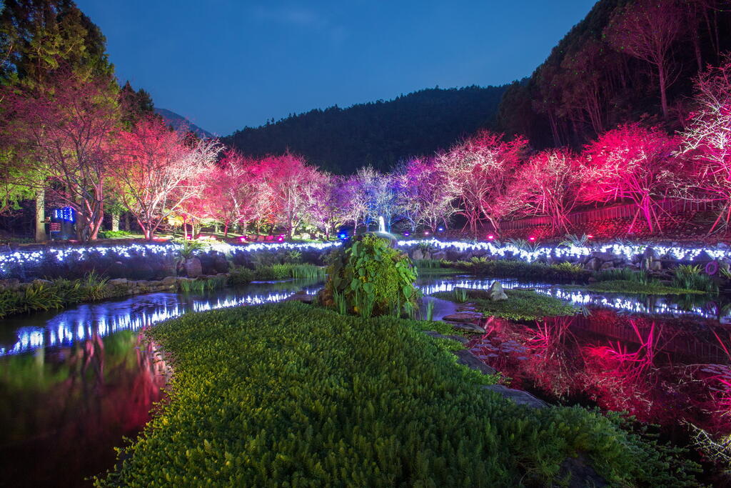九族文化村夜の桜