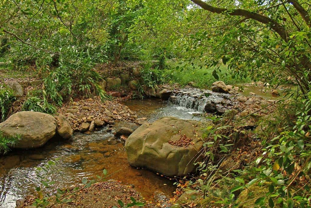 茅埔坑渓流の水質は甘くまろやかで、付近の農業にとって重要な水源となっています。