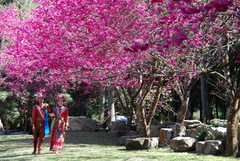 日月潭桜祭り