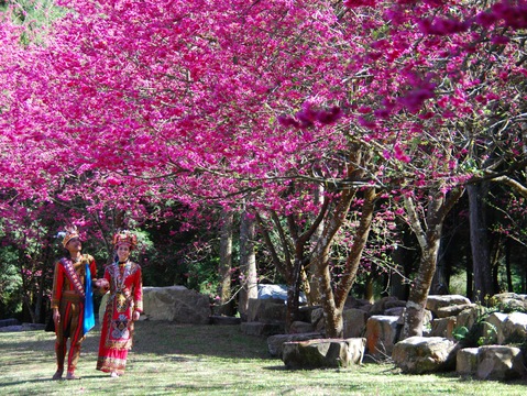 日月潭桜祭り