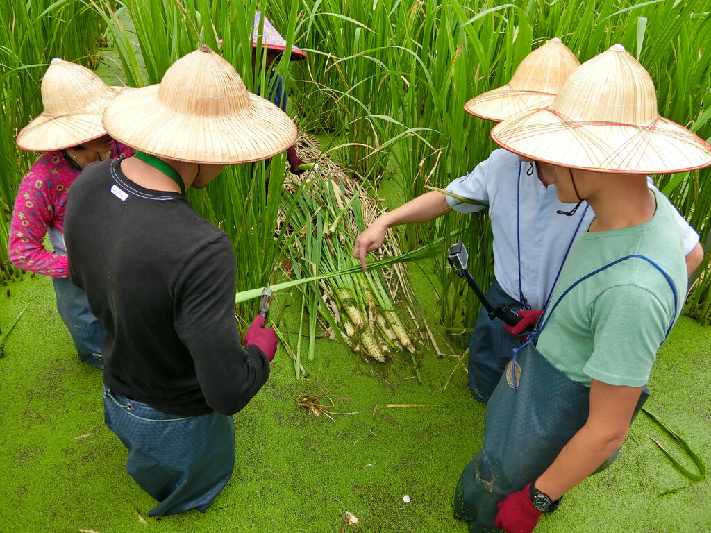 體驗採茭白筍