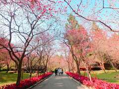 九族文化村內的櫻花大道，櫻花樹林立於步道兩旁