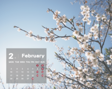 2025年春節期間，南投燈會及賞花活動&桌布下載
