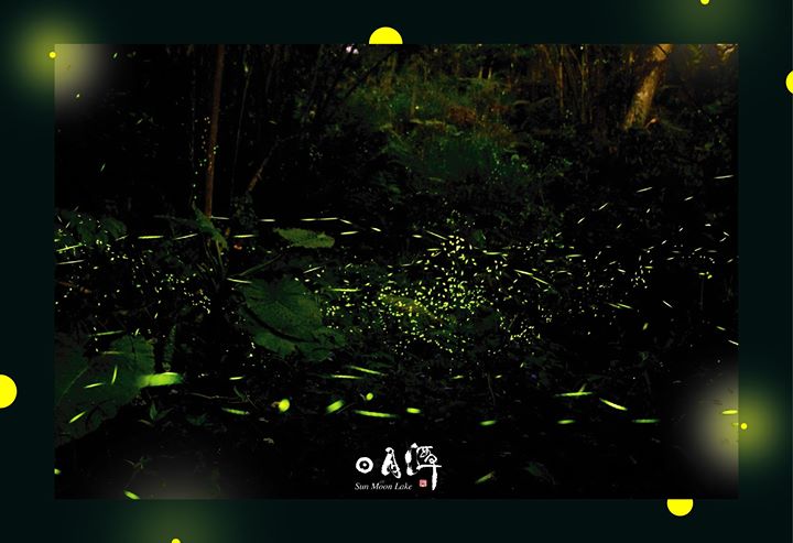 ✨【2020日月潭星光螢火季】✨