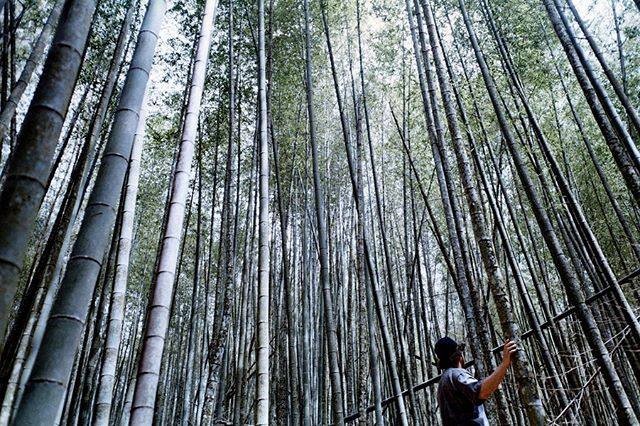 幽靜竹林小徑🌳