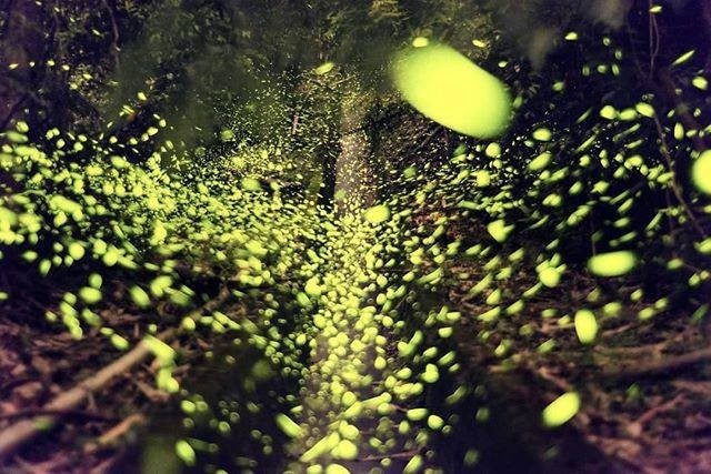 #2020日月潭星光螢火季