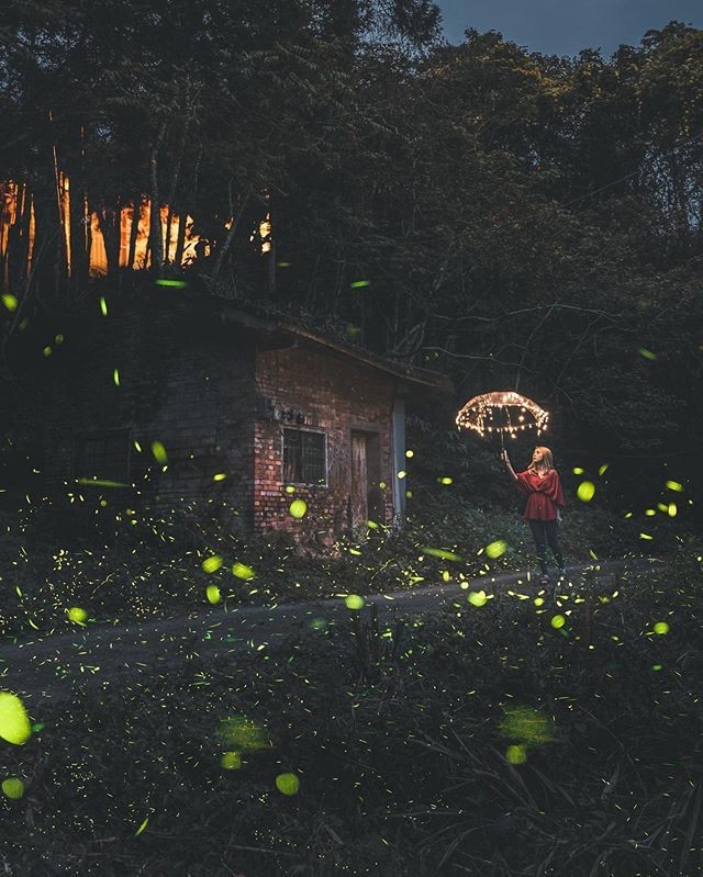 歡螢光臨 賞螢秘境✨