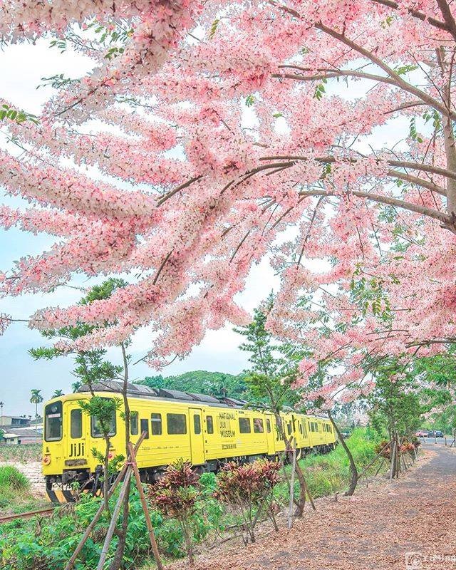 花旗木太美了吧!!!