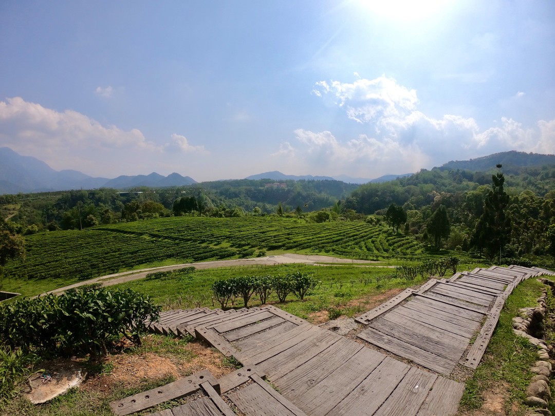 漫步茶園滿布茶香