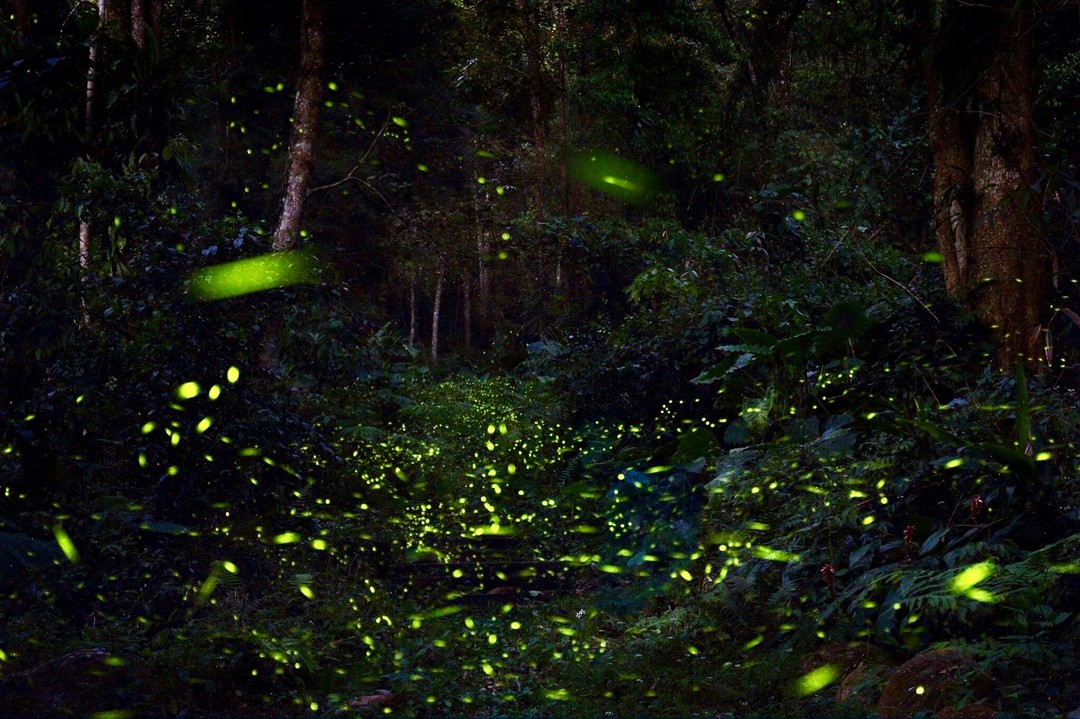 下過雨後夜晚的螢火蟲超多!!!