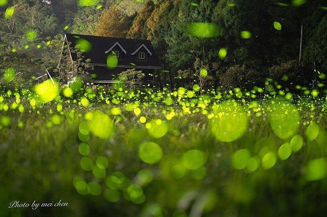 想看滿滿的螢火蟲嗎?