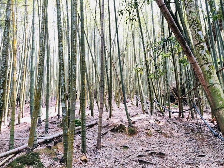 【明潭三岳小教室】 #脊梁山脈旅遊年 系列2/3