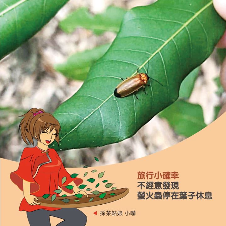 【明潭三岳小教室】 #脊梁山脈旅遊年