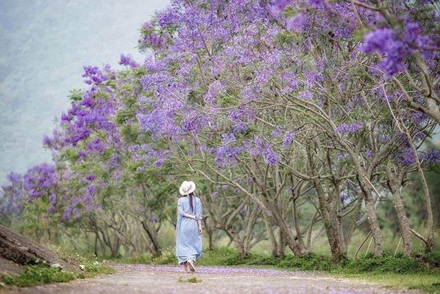想看藍花楹不用到澳洲