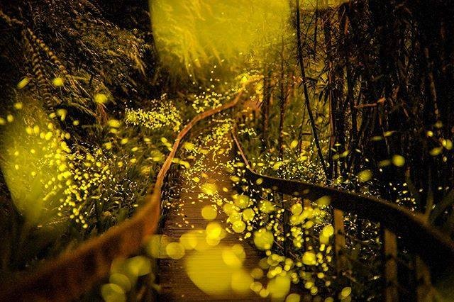 把握最後賞螢機會!!