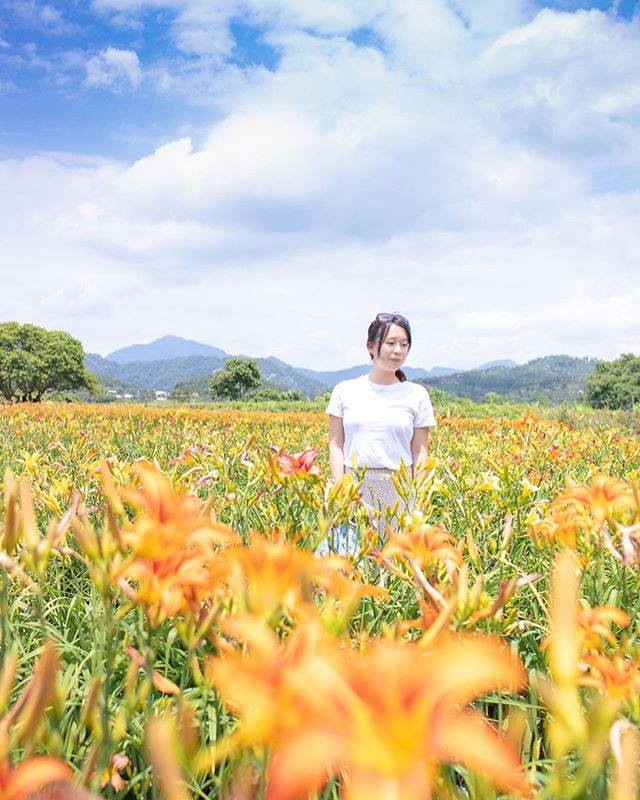藍天白雲配上黃色金針花也太好拍!! 金針花僅供觀賞請勿任意採摘‼