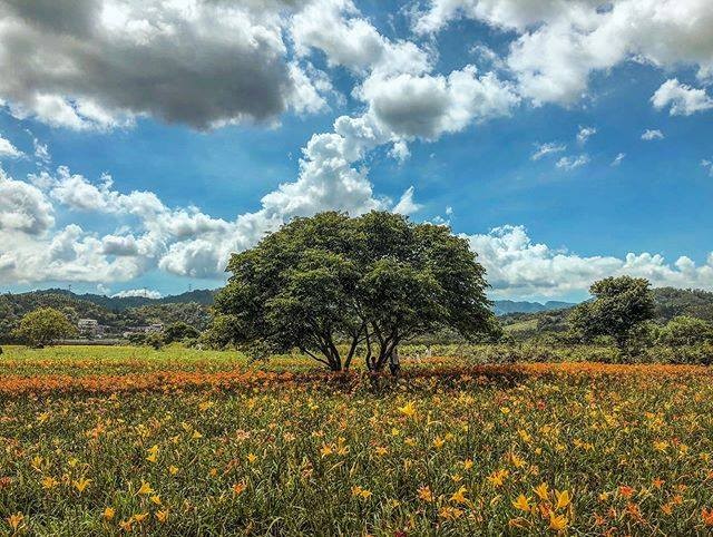 會跳舞的金針花~隨風搖擺🌷