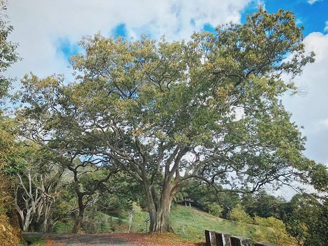 好喜歡紅葉步道好唯美🍂