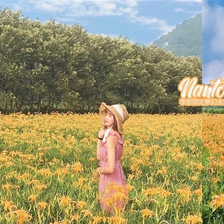 錯過五月的金針花季沒關係~