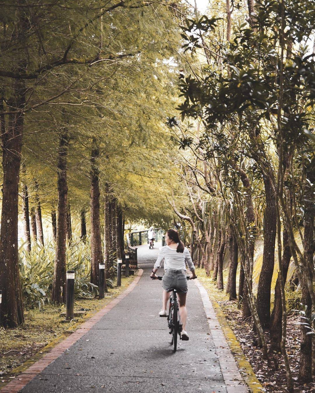期待落雨松變紅的日子🍂