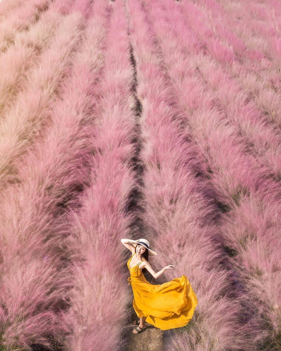 不用飛韓國也能拍粉黛亂子草花海!!