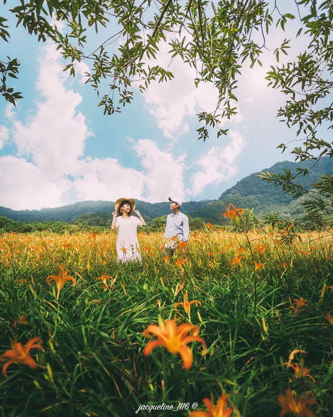 日月潭也有整片的金針花海!!