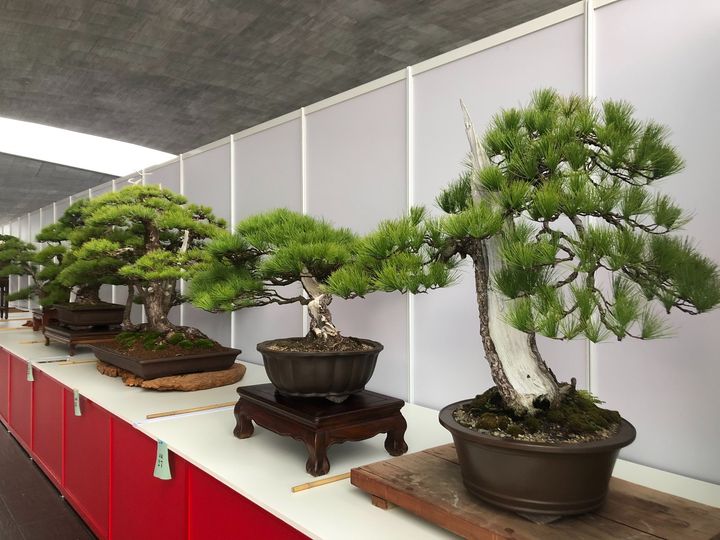 🌳【明潭松韻樹石大展】🌳