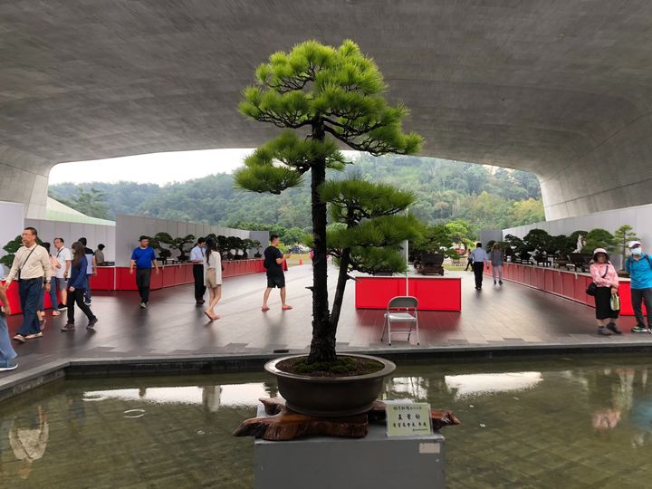 🌳【明潭松韻樹石大展】🌳系列4/7