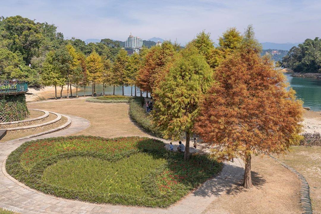 落羽松漸漸轉紅囉!!